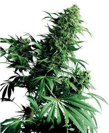 Shiva Shanti > Sensi Seeds | Regular Marijuana   |  Indica